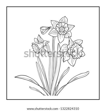 Vector floral illustration line black and white flower Daffodils on white background