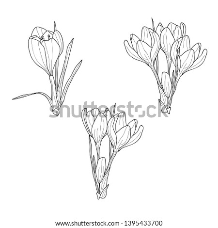 Vector floral illustration line black and white set of flowers  Crocus on a white background