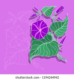 Vector floral illustration. Morning glory or Ipomoea on a purple background, in the background flowers from the lines.