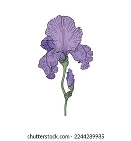 Ilustración vectorial floral - Flor de iris púrpura. Hojas, ramas y floración dibujadas a mano. Boda de flores silvestres elegantes para invitación, salva la fecha, carta. Elementos botánicos lineales. Gráfico 