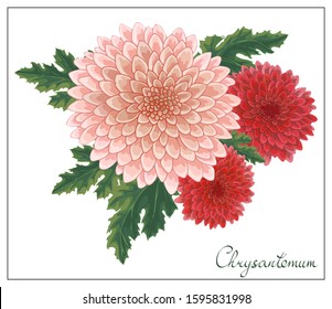 Vector floral illustration with red and pink chrysanthemums. Isolated elements on a white background. Bouquet of three golden-daisy for your floral design. Vector stock illustration