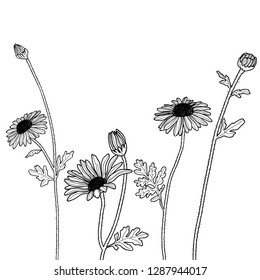 Vector floral illustration set black and white flower Daisy on a white background