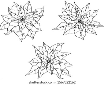 Vector floral illustration set of black and white flowers euphorbia pulcherrima Poinsettia decorative line drawing
