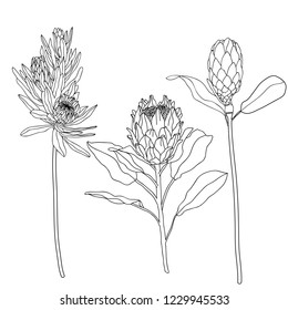 Vector floral illustration set line flower black and white Proteus on a white background