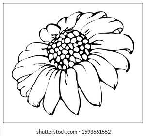 Vector floral illustration with a silhouette of chrysanthemums. Isolated elements on a white background. Delicate golden daisy for your floral design. Vector illustration