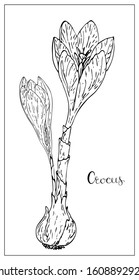 Vector floral illustration with a silhouette of crocus flowers. Isolated elements on a white background. Delicate flower for your floral design. Vector stock illustration