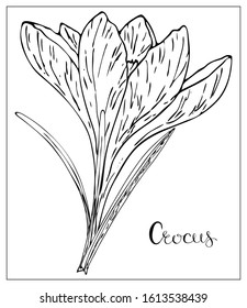 Vector floral illustration with a silhouette of crocus flowers. Isolated elements on a white background. Delicate flower for your floral design. Vector stock illustration