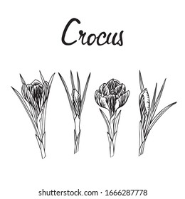 Vector floral illustration with a silhouette of crocus flowers. Isolated elements on a white background. Delicate flower for your floral design. Vector stock illustration
