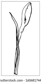 Vector floral illustration with a silhouette of daffodil flower. Isolated elements on a white background. Delicate bulbous plant for your floral design. Vector stock illustration