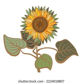 Vector floral illustration of sunflower with leaves isolated on white background. Vintage flower.