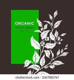 Vector floral illustration with tea leaf, flower. Botanical shape natura background. Organic template, vegetarian banner. Can be use for menu, medicine label, packaging, farm market food, fresh drink