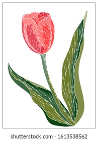 Vector floral illustration with tulip flower. Isolated elements on a white background. Delicate bulbous plant for your floral design. Vector stock illustration