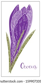 Vector floral illustration with violet crocus flower. Isolated elements on a white background. Delicate saffron flower for your floral design. Vector stock illustration