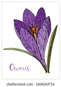 Vector floral illustration with violet crocus flower. Isolated elements on a white background. Delicate saffron flower for your floral design. Vector stock illustration