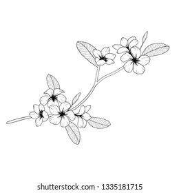 Vector floral illustration white line isolated flower Plumeria on white background