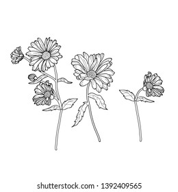 Vector floral illustration white set of line flowers Calendula on a white background