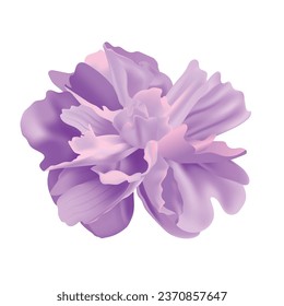 Floral vectorial sobre el diseño de fondo blanco.e