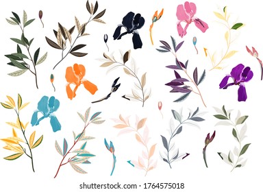 Vector floral pattern. Arrangement pink iris flowers by delicately leaves on white color background. Hand-drawn illustration. Isolated flowers