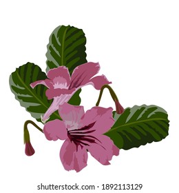 Vector floral pattern, bouquet of pink Streptocarpus flowers, on a white background, flower buds in rosette from green leaves in a realistic style