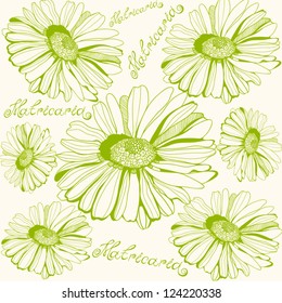 Vector Floral pattern with camomile flowers and words.