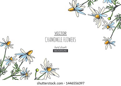 Vector floral pattern with chamomile branches on white background. Hand drawn botanical texture with field plants. Floral sketch with camomile flowers.