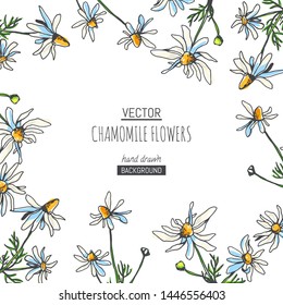 Vector floral pattern with chamomile branches on white background. Hand drawn botanical texture with field plants. Floral sketch with camomile flowers.