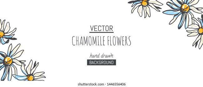 Vector floral pattern with chamomile branches on white background. Hand drawn botanical texture with field plants. Floral sketch with camomile flowers.