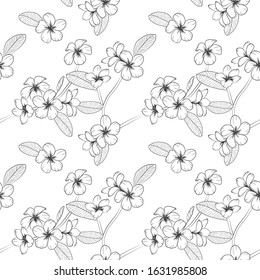 Vector floral seamless pattern. Plumeria flowers black line illustration. Botanical tropical
