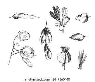 Vector floral set. Big set of hand drawn vector flowers and branches with leaves, flowers. Floral sketch collection. Decorative elements for design. Ink, vintage, rustic.