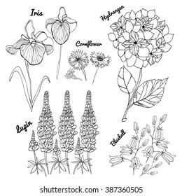 Vector floral set. black and white floral collection with hydrangea, irises, bluebells, cornflowers, lupins, hand drawing. Spring or summer design for invitation, wedding or greeting cards