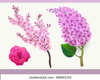 Vector floral set with branch of sakura, deep pink rose flower