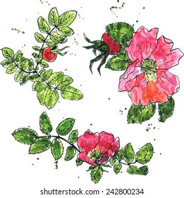 vector floral set of brier flowers colored by watercolor with paint stains, hand drawn design elements