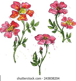 vector floral set of brier flowers colored by watercolor with paint stains, hand drawn design elements