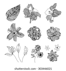 Vector floral set. Floral collection with leaves and flowers, hand drawing. Design for patterns,  invitation, wedding or greeting cards