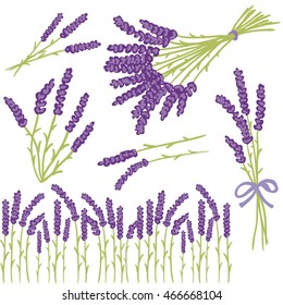Vector floral set of colored lavender design elements. Spring or summer lavender hand drawn illustrations.