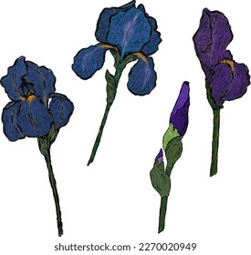 Vector floral set of elegant irises