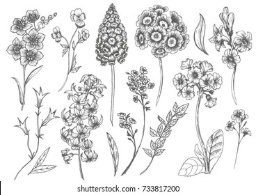 Vector floral set  flowers hyacinth, primula, bell and pansies, spring  ink drawing, imitation of engraving, hand drawn