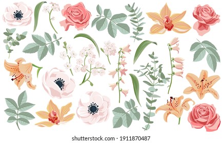 vector floral set, flowers, leaves and buds of anemone, lily, orchid and rose isolated at white background, hand drawn illustration