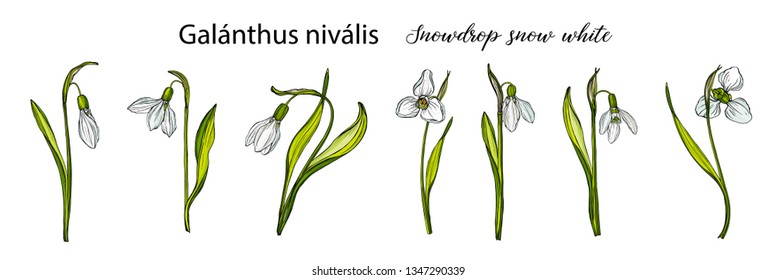 Vector floral set with flowers of snowdrops. Spring flowers.