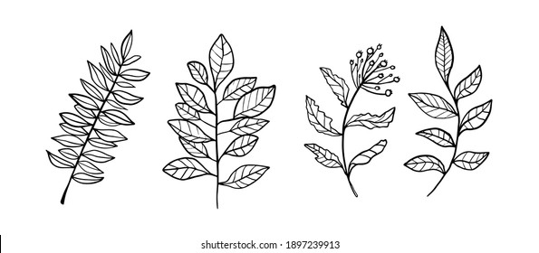 Vector floral set. Graphic collection with leaves and flowers, drawing elements. Spring or summer design for invitation, wedding or greeting cards