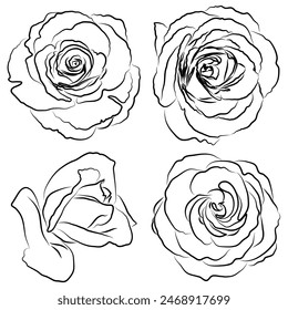Vector floral set of hand-drawn contour black and white illustrations of rose buds. Isolated objects on a white background.