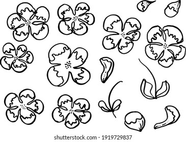 vector floral set of isolated objects 