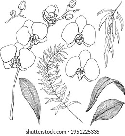 Vektor Blumenset von linearen schwarzen Eukalyptus und Orchideen. Handgemalte Blumen, Blätter und Äste einzeln auf weißem Hintergrund. Minimalistische Illustration für Design, Druck, Stoff oder Hintergrund.