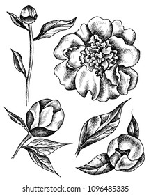 Vector floral set with peonies and leaves. Linear  graphics, sketch, ink drawing, imitation of engraving. Collection of hand drawn plants,  line-art on white background. Retro, vintage flowers.
