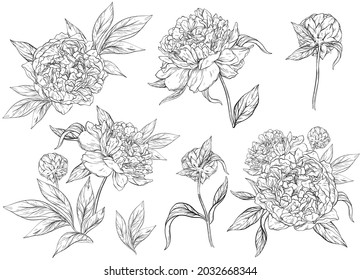 Vector floral set with peonies and leaves, flower buds. Line art, vintage graphics. Black and white