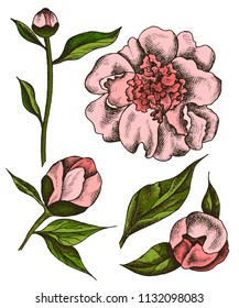 Vector floral set with pink peonies and green leaves. Linear  graphics, sketch, ink drawing, imitation of engraving. Collection of hand drawn plants,  line-art. Retro, vintage flowers.