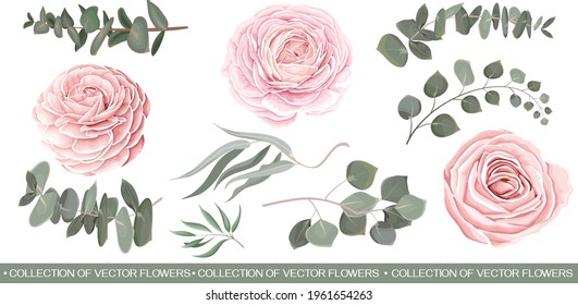 Vector Floral Set. Pink roses, eucalyptus sprigs, seaweed, green leaves and plants. Flowers and plants on white background.