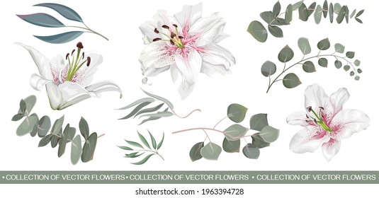 Vector Floral Set. White Lilies, eucalyptus sprigs, seaweed, green leaves and plants. Flowers and plants on white background.