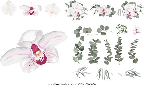 Vector Floral Set. White orchid, eucalyptus sprigs, seaweed, green leaves and plants. Flowers and plants on white background.