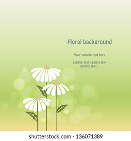 Vector floral summer. Chamomile background